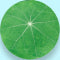 Centella Asiatica Extract